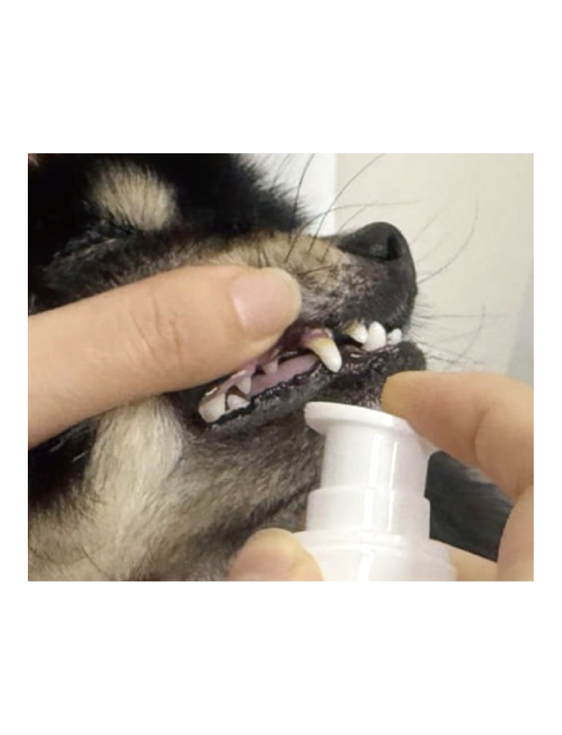 (寵物用) Mypet Doctor Chu Chu Tooth Paste 100ml (Bacon Flavour) 寵物牙膏 (培根味)